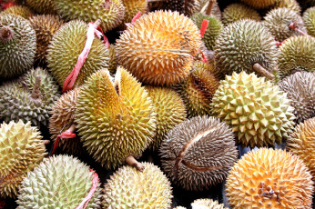 обоя durian fruit, еда, дуриан, дурианы
