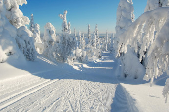 Картинка природа зима лес снег дорога