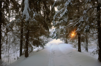 Картинка природа зима лес дорога деревья снег