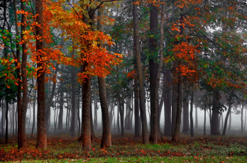 Картинка природа лес осень туман