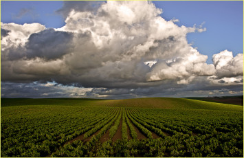 Картинка природа поля горизонт облака посевы поле
