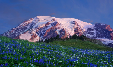 Картинка природа луга трава луг горыц цветы mount+rainier+national+park национальный+парк+маунт-рейнир
