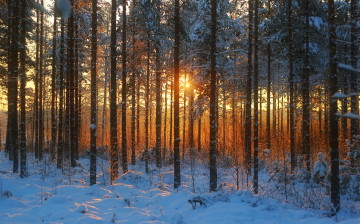 Картинка природа лес лучи снег