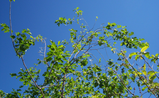 Обои картинки фото природа, листья, синее, небо, ветви