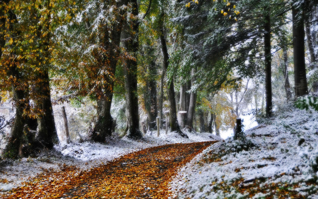 Обои картинки фото природа, зима, снег, сосны, лес, дорога