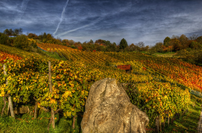 Обои картинки фото ремсхальден  германия, природа, поля, виноградники, германия