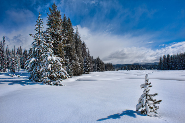 Обои картинки фото природа, зима, поле, облака, ели, снег