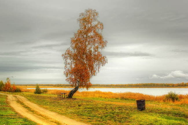 Обои картинки фото природа, деревья, осень, река, дерево