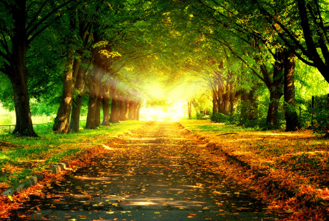 Обои картинки фото природа, дороги, листва, деревья, лучи, солнце