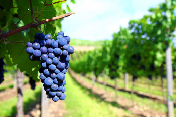 Картинка природа Ягоды +виноград виноградник гроздь