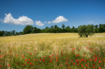Картинка природа поля деревья цветы маки поле италия кампанья