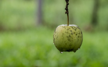 Картинка природа плоды капли яблоко фон ветка