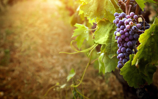 Обои картинки фото природа, Ягоды,  виноград, незрелый