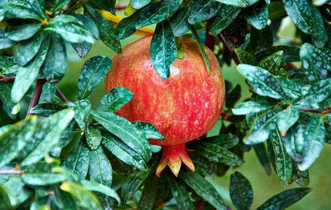 Обои картинки фото природа, плоды, pomegranate