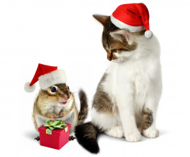 обоя животные, разные вместе, кот, подарок, новый, год, кошка, new, year, шапка, gift, колпак, cat, christmas, зверек, бурундук