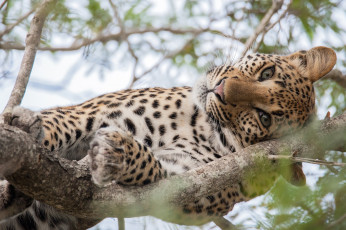 Картинка животные леопарды леопард взгляд кошка дерево большая глаза