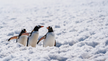 обоя животные, пингвины, снег