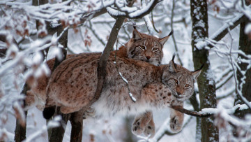 Картинка животные рыси деревья национальный парк баварский лес кошка ветки снег германия зима евразийская рысь обыкновенная