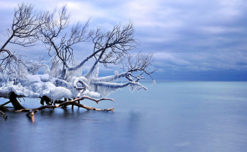 Картинка природа зима лед дерево