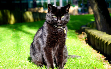 Картинка животные коты взгляд сидит черный кот