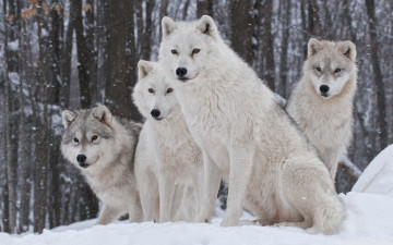обоя животные, волки,  койоты,  шакалы, зима, снег, лес, стая, белые