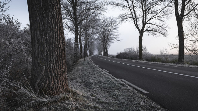 Обои картинки фото природа, дороги, деревья, дорога