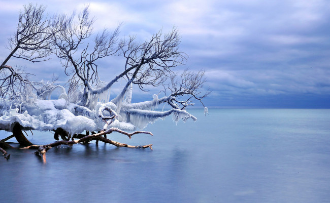 Обои картинки фото природа, зима, лед, дерево