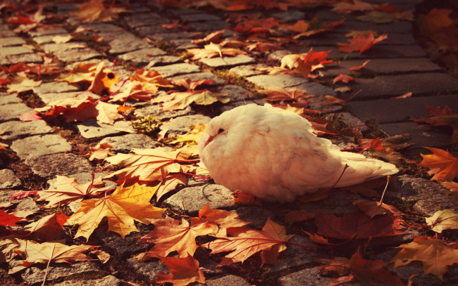 Обои картинки фото животные, голуби, листья, белый, голубь, осень