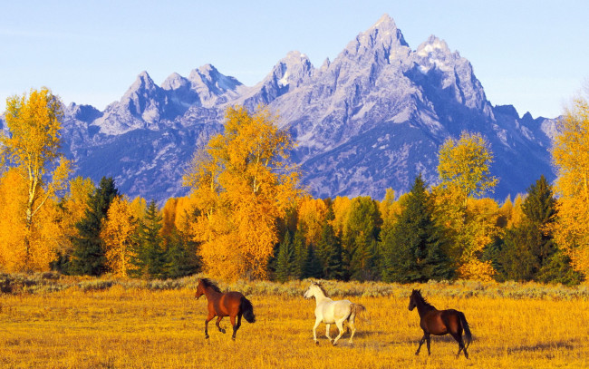 Обои картинки фото животные, лошади, осень, горы, лес