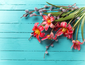 Картинка цветы тюльпаны верба