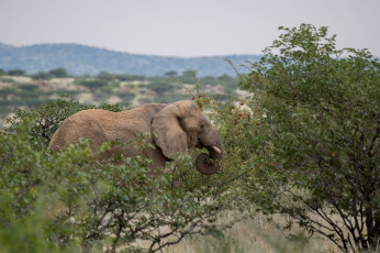 Картинка животные слоны гигант бивни африка заросли хобот