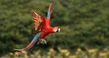 Картинка животные попугаи ара полет крылья птица попугай