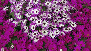 Картинка цветы цинерария разноцветные
