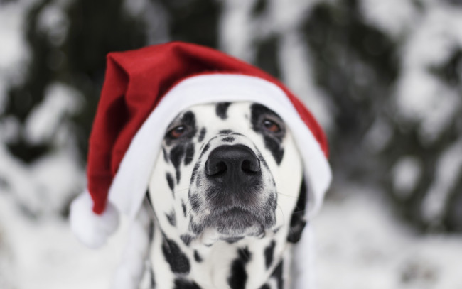 Обои картинки фото животные, собаки, символ, 2018, снег
