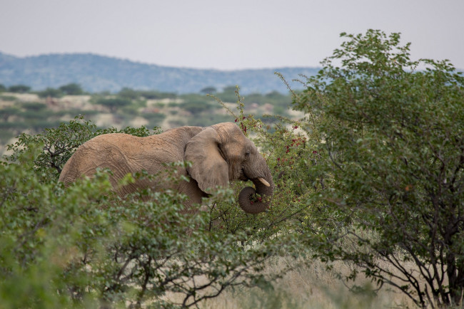 Обои картинки фото животные, слоны, гигант, бивни, африка, заросли, хобот