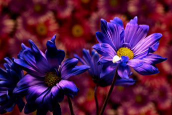 обоя цветы, хризантемы, фиолетовые