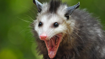 обоя opossum, животные, опоссумы, опоссум, опоссумовые, зверёк, мех, хвостик, мордочка, млекопитающие