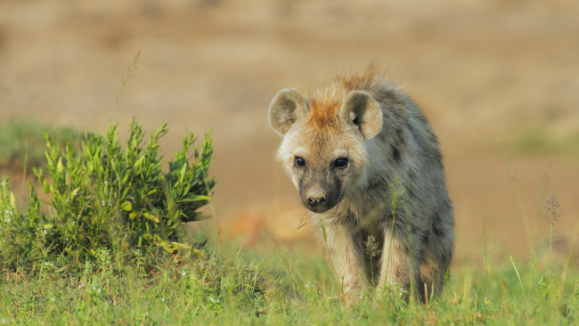 Обои картинки фото гиена, животные, гиены,  гиеновые собаки, hyena, гиеновые, хищник, млекопитающее, шерсть, когти, оскал, зубы, африка