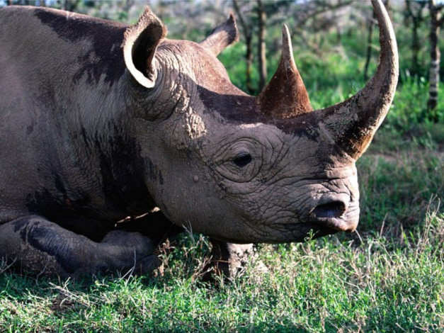 Обои картинки фото животные, носороги