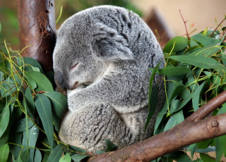 Картинка животные коалы толстый сон милый серый
