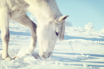 Картинка животные лошади снег лошадь конь