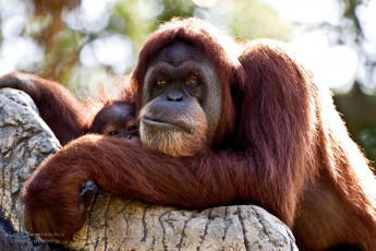 Картинка животные обезьяны рыжий гримаса орангутанг