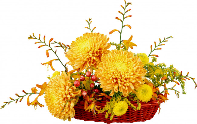Обои картинки фото цветы, букеты, композиции, хризантемы, корзинка, ягоды