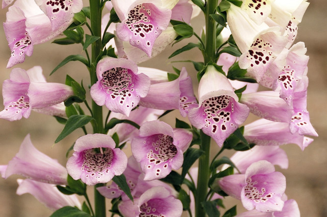Обои картинки фото цветы, дигиталис, наперстянка, много, бледно-розовый