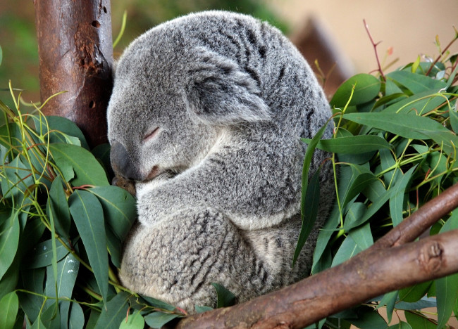 Обои картинки фото животные, коалы, толстый, сон, милый, серый