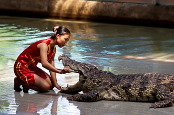 Картинка девушки -unsort+ азиатки крокодил девушка бассейн пасть