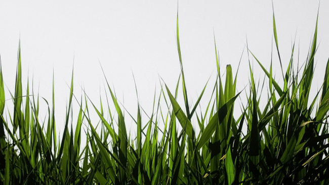 Обои картинки фото природа, макро, трава, зеленая