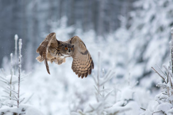Картинка животные совы сова зима eagle owl полёт