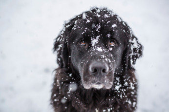 Картинка пес+на+улице животные собаки черная шерсть снег песик пес на улице