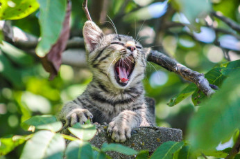 Картинка животные коты котенок зелень листья ветки зевает серый